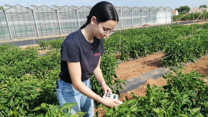 Mujer utilizando un dispositivo en un campo de plantas de tomate.