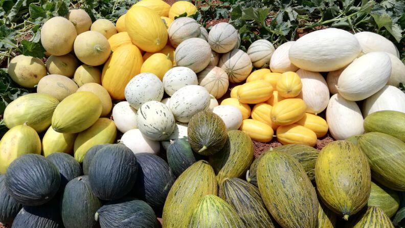 Melones con diferente aspecto externo, textura, color de carne y conservación.