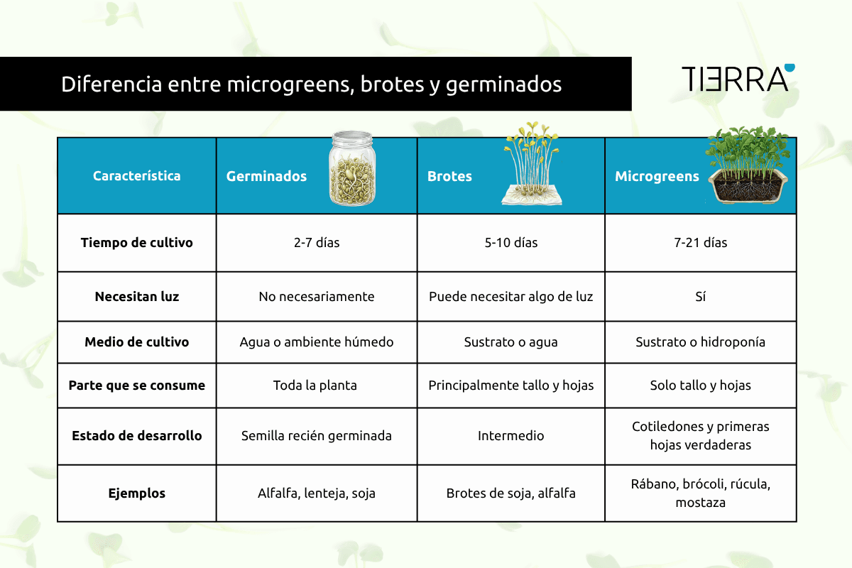 Microgreens vs brotes vs germinados:Tabla comparativa
