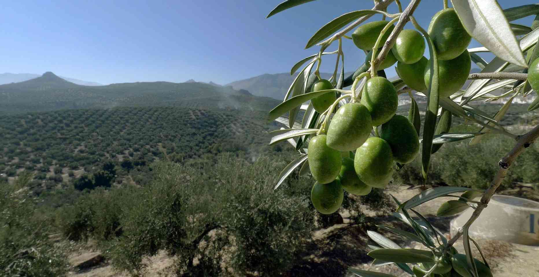 Olivar de Jaén