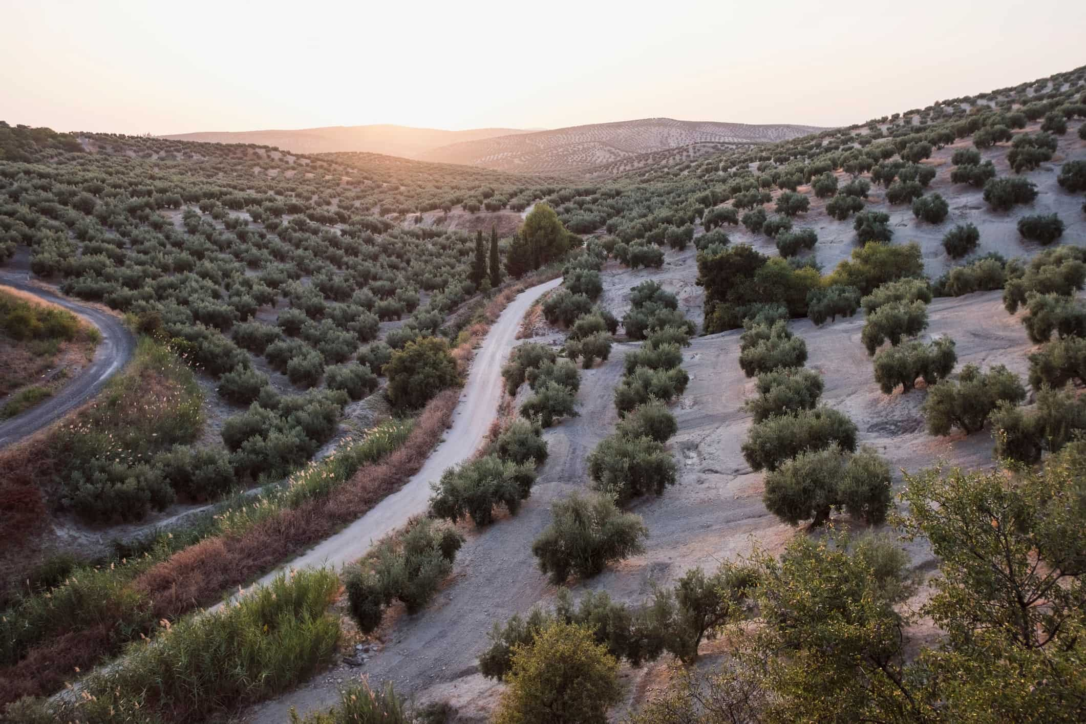 Campo de olivos con el atardecer entre las lomas del campo