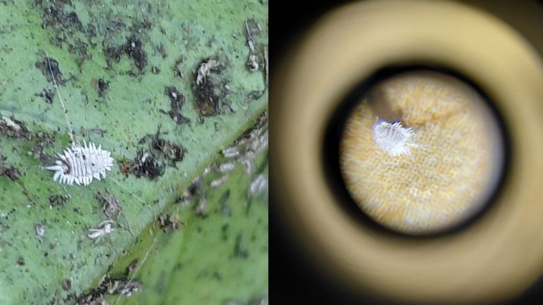 Paracoccus aumentada