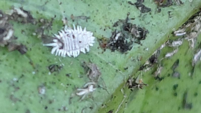 Paracoccus en acción