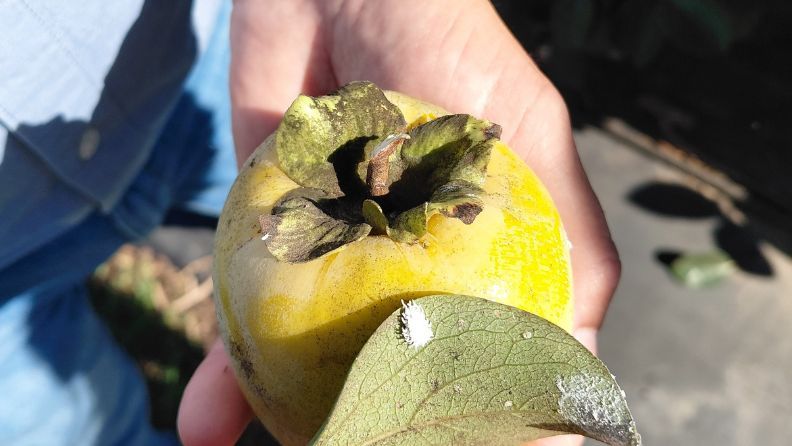 Una mano sostiene una fruta amarilla con hojas en un ambiente al aire libre.