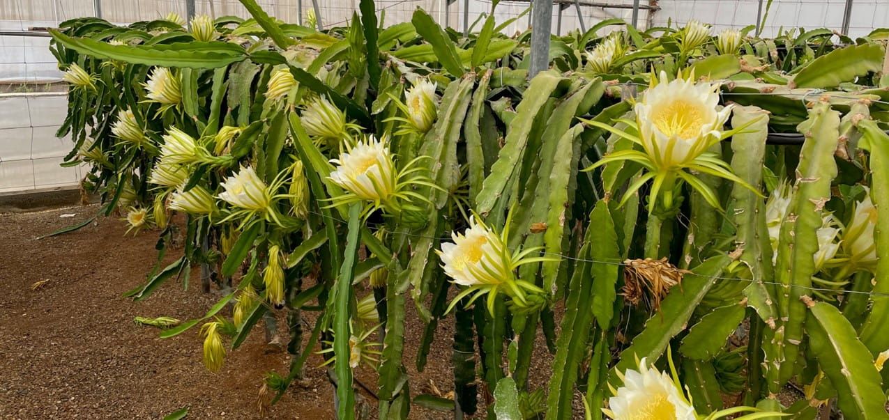 Pitaya en flor bajo invernadero
