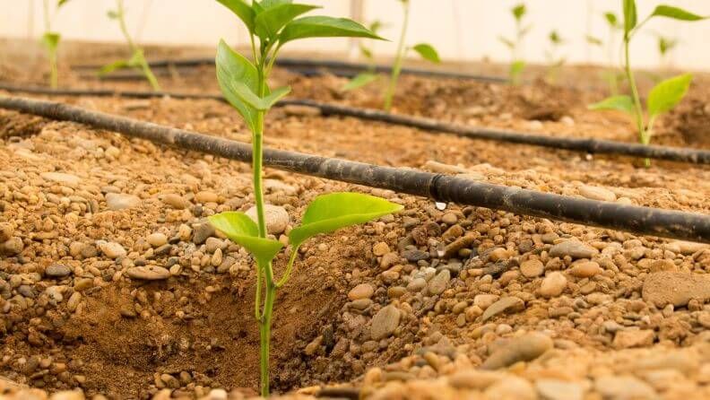 Joven planta creciendo en suelo de piedras con sistema de riego.