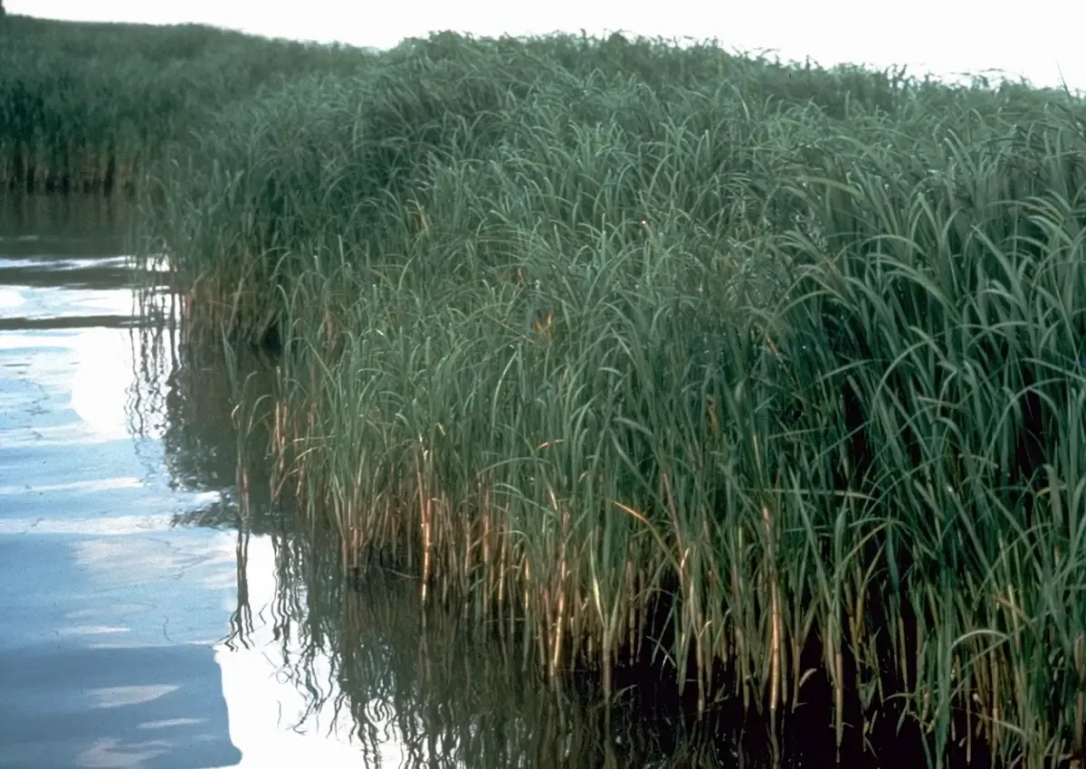 Planta halófita spartina
