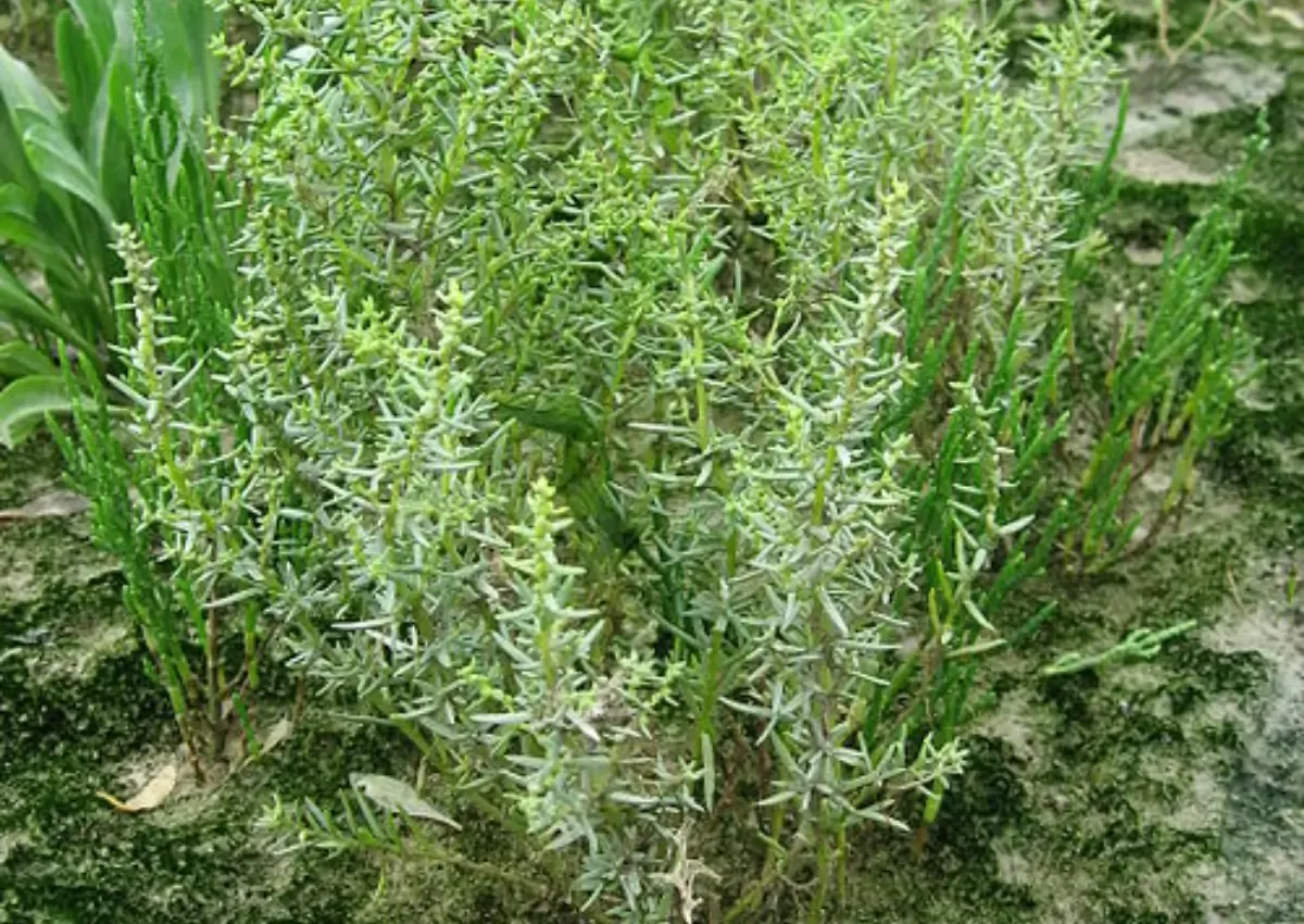 Planta halófita suaeda
