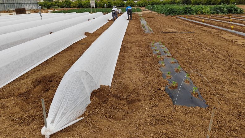 Plantación de pimiento y sistema reforzado