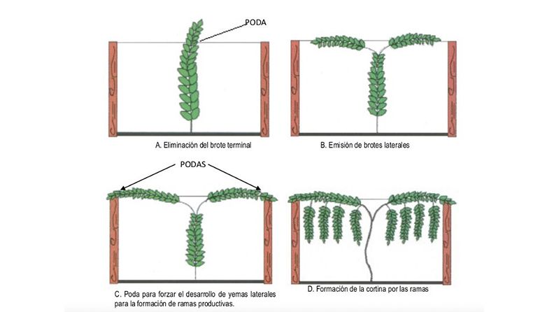 Poda de formación de maracuyá en espaldera