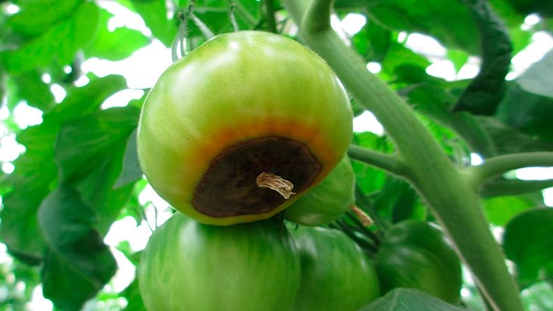 Podredumbre apical. Blossom end rot