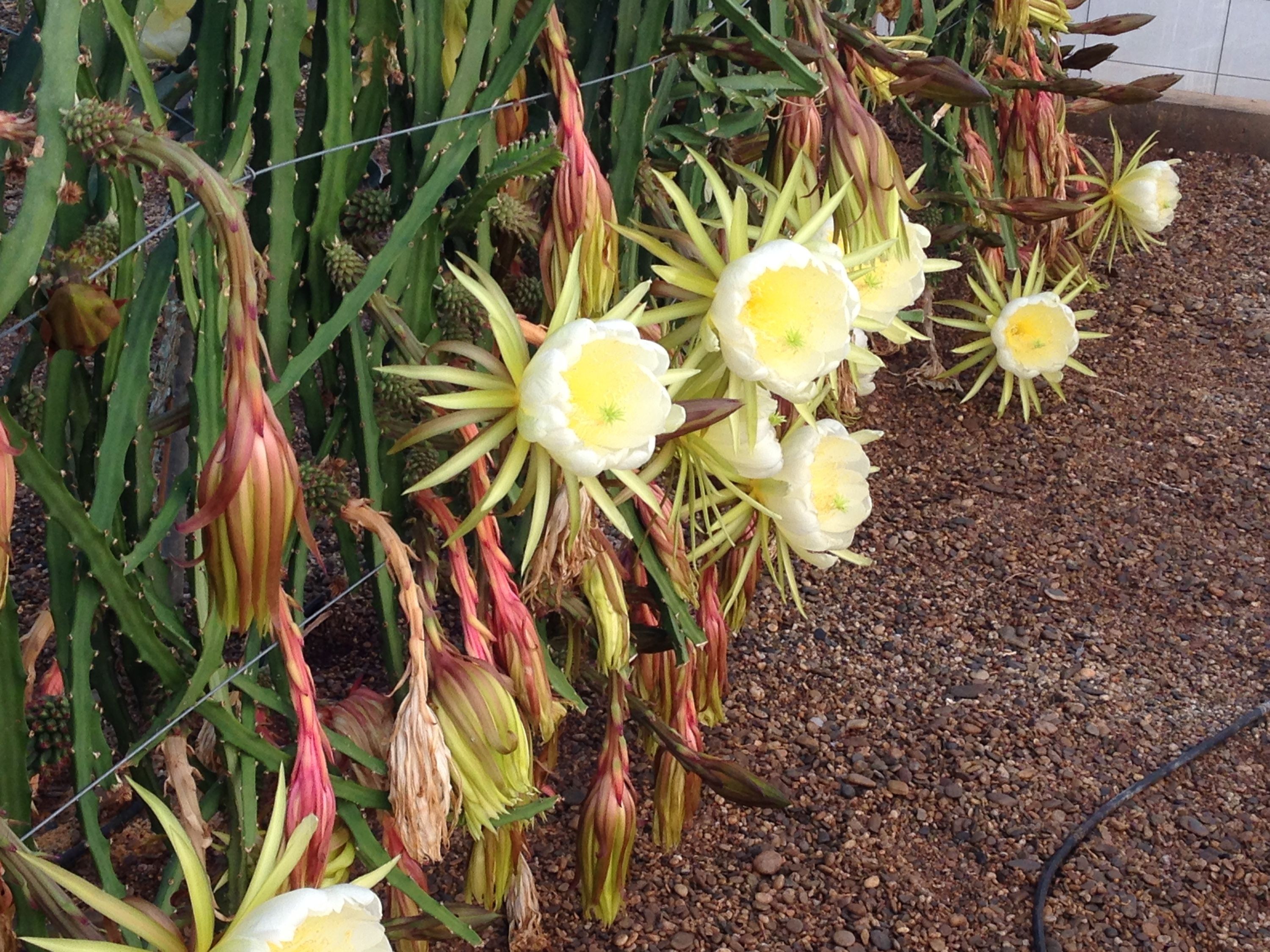 Imagen de flores de pitaya abiertas cultivadas en sistema hidropónico bajo invernadero
