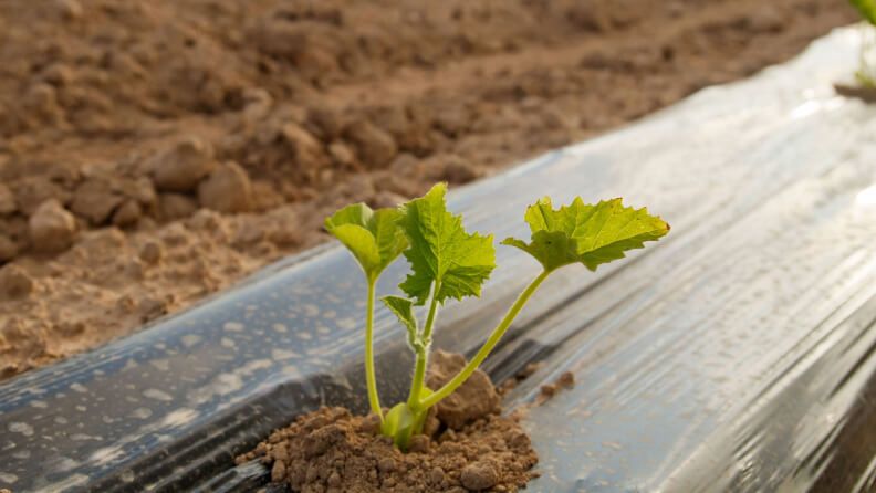Productos biodegradables y compostables para agricultura