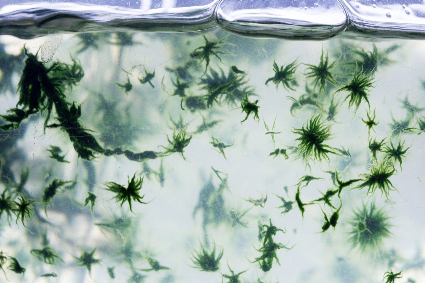 ALCERES. Economía circular para la producción de extractos bioestimulantes de microalgas mediante recuperación de Nitrógeno y Fósforo residual.