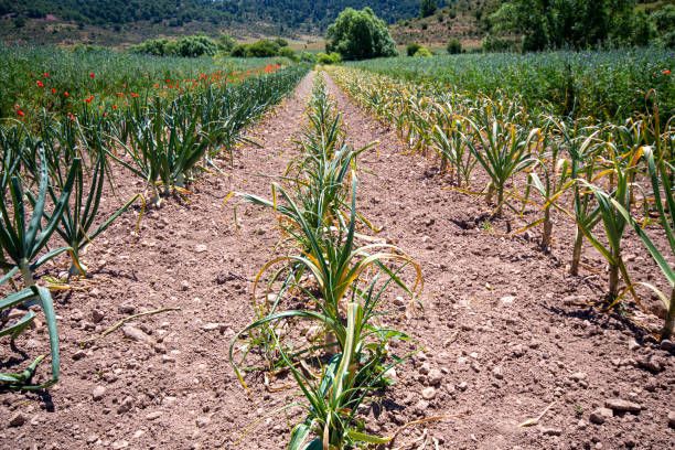 Plantación extensiva de secano