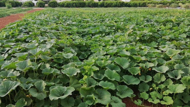 Agricultura Regenerativa hortícolas al aire libre