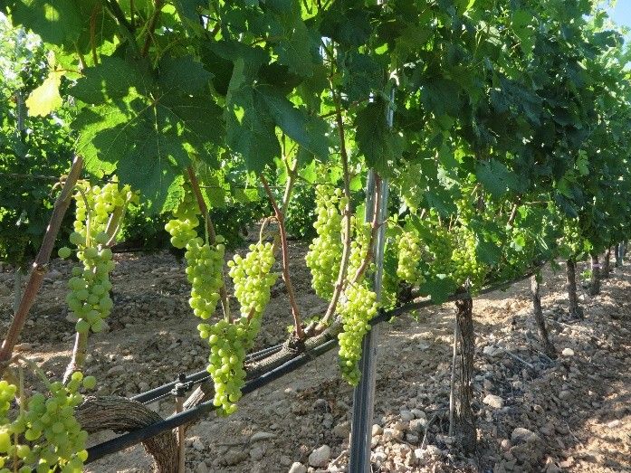 La agricultura de precisión permite monitorizar y tomar decisiones de manera no invasiva