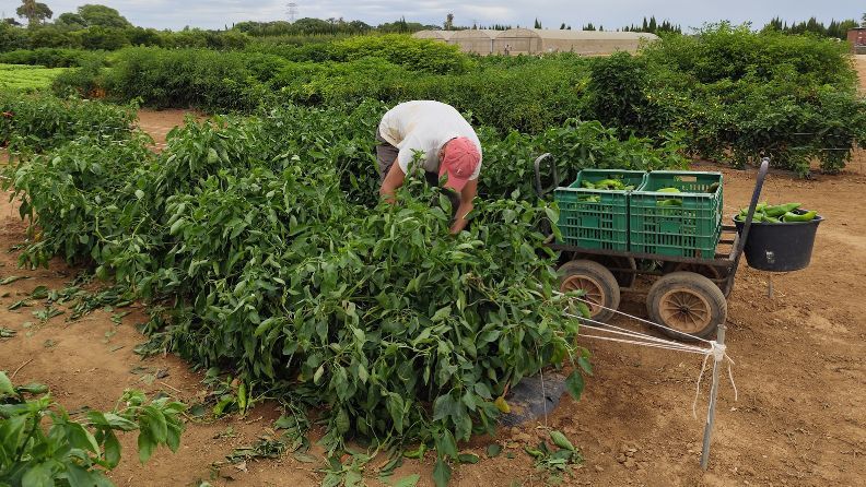Trabajador cosechando pimientos en un campo con carretilla verde.
