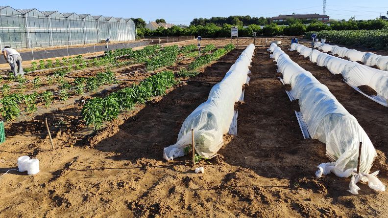 Campo de cultivo con plantas cubiertas por plásticos blancos y personas trabajando.