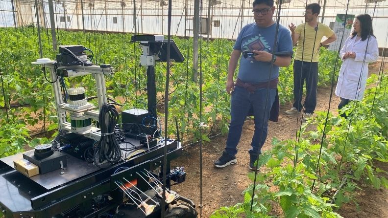 Robot en invernadero de tomate en Almería