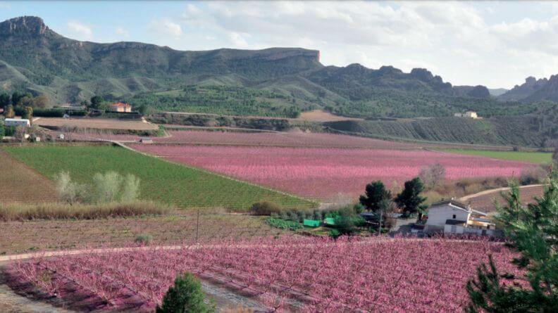 Análisis del sector agrícola de la Región de Murcia. Año 2009