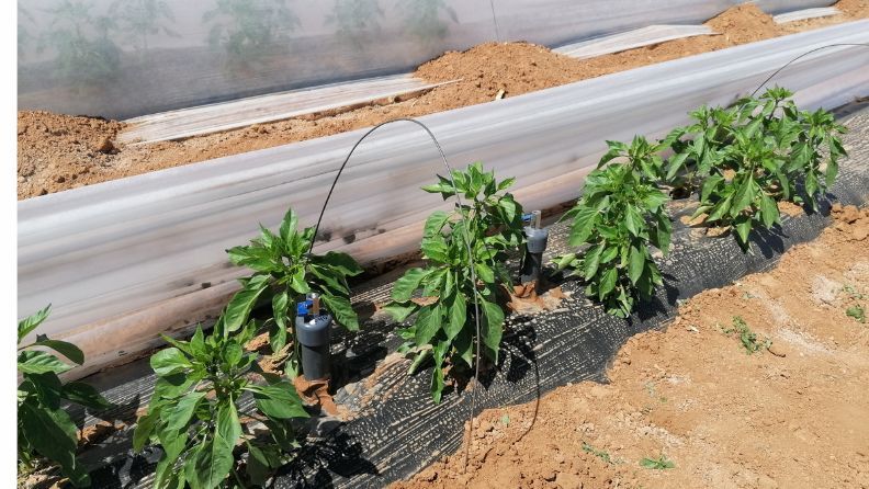 Plantas de tomate con riego por goteo en invernadero cubierto con plástico.