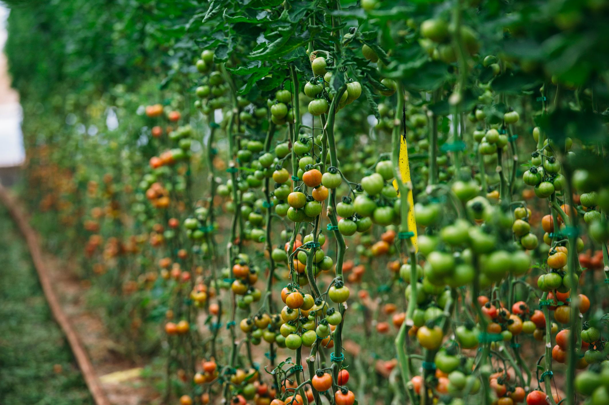 Plantas de tomate en invernadero