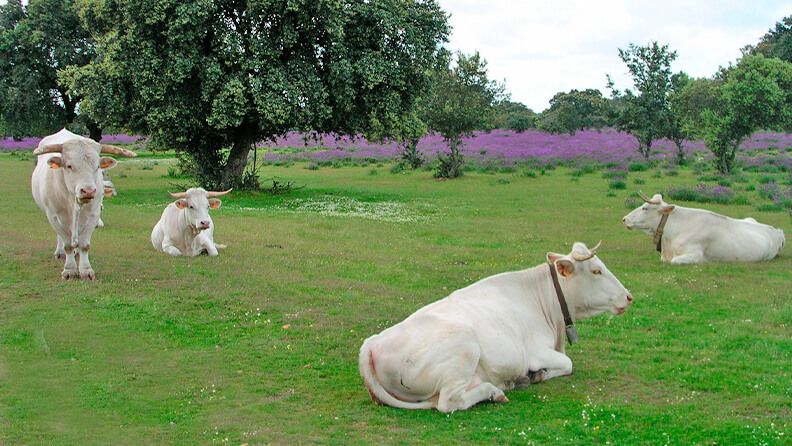 Vacas de la raza Blanca Cacereña, una raza en peligro de extinción.