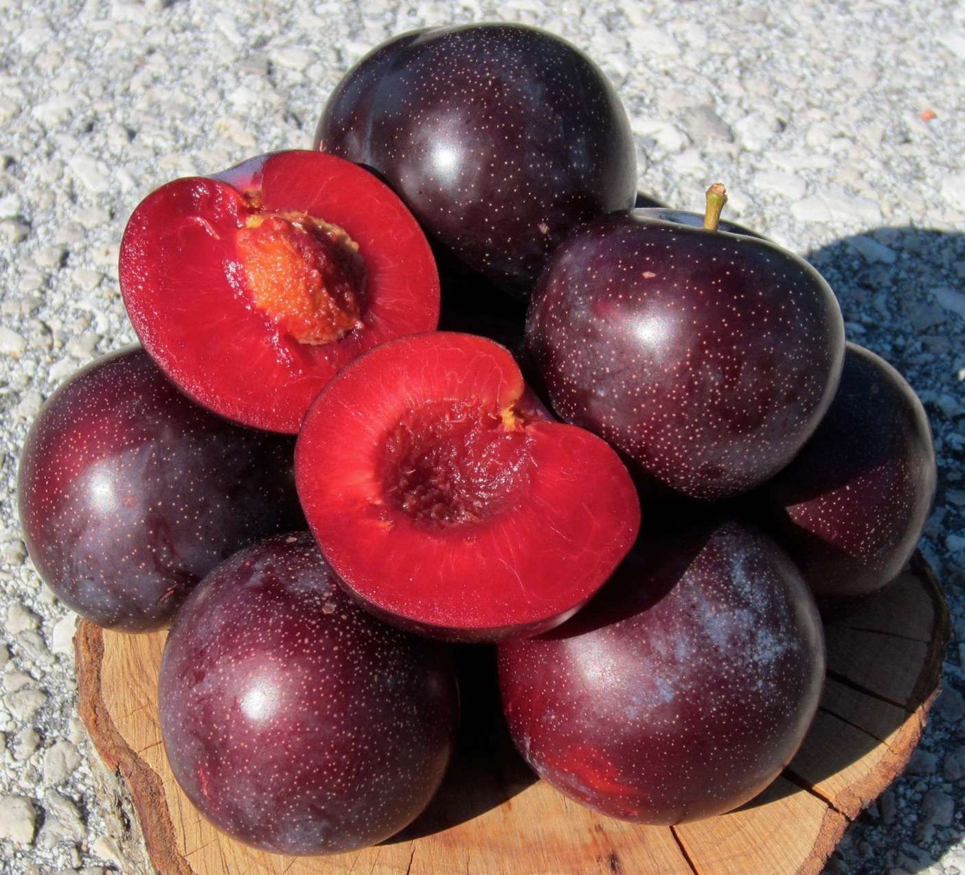 Fruta de las nuevas variedades de ciruela del programa CEBAS-CSIC - IMIDA