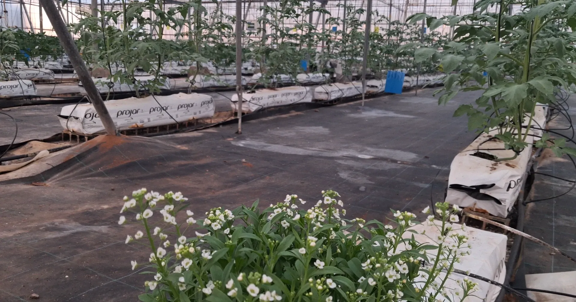 Vista del cultivo de tomate y pimiento. Al fondo se observa el robot.