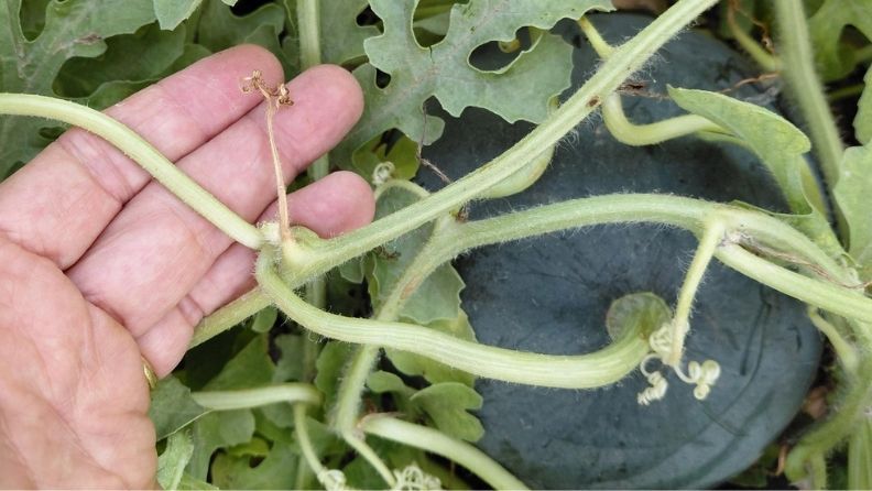 Mano sosteniendo tallo de planta con un pequeño fruto en el fondo.