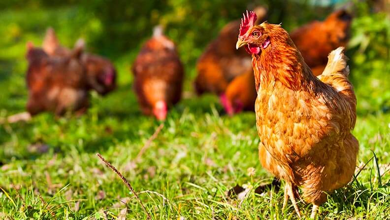 Gallinas ponedoras comiendo libres en el campo