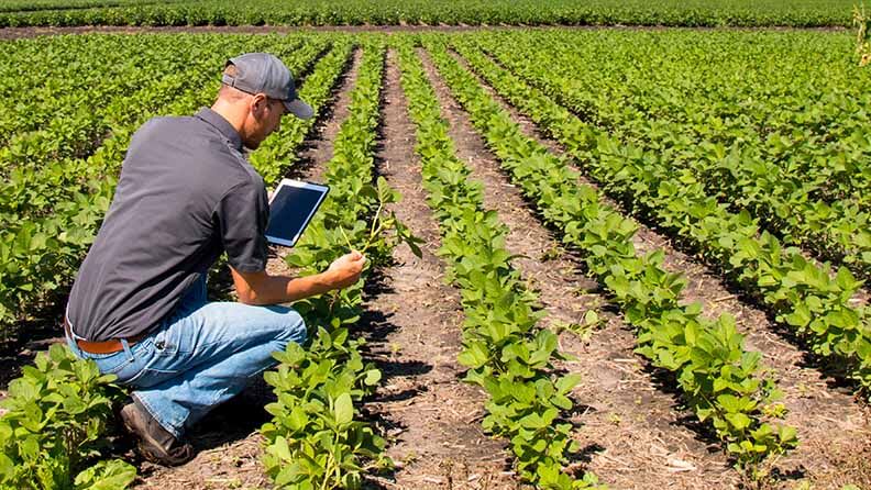 Hombre empleando tecnología en la agricultura con una tablet en un campo de cultivo