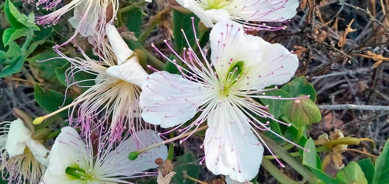 Flor de alcaparra