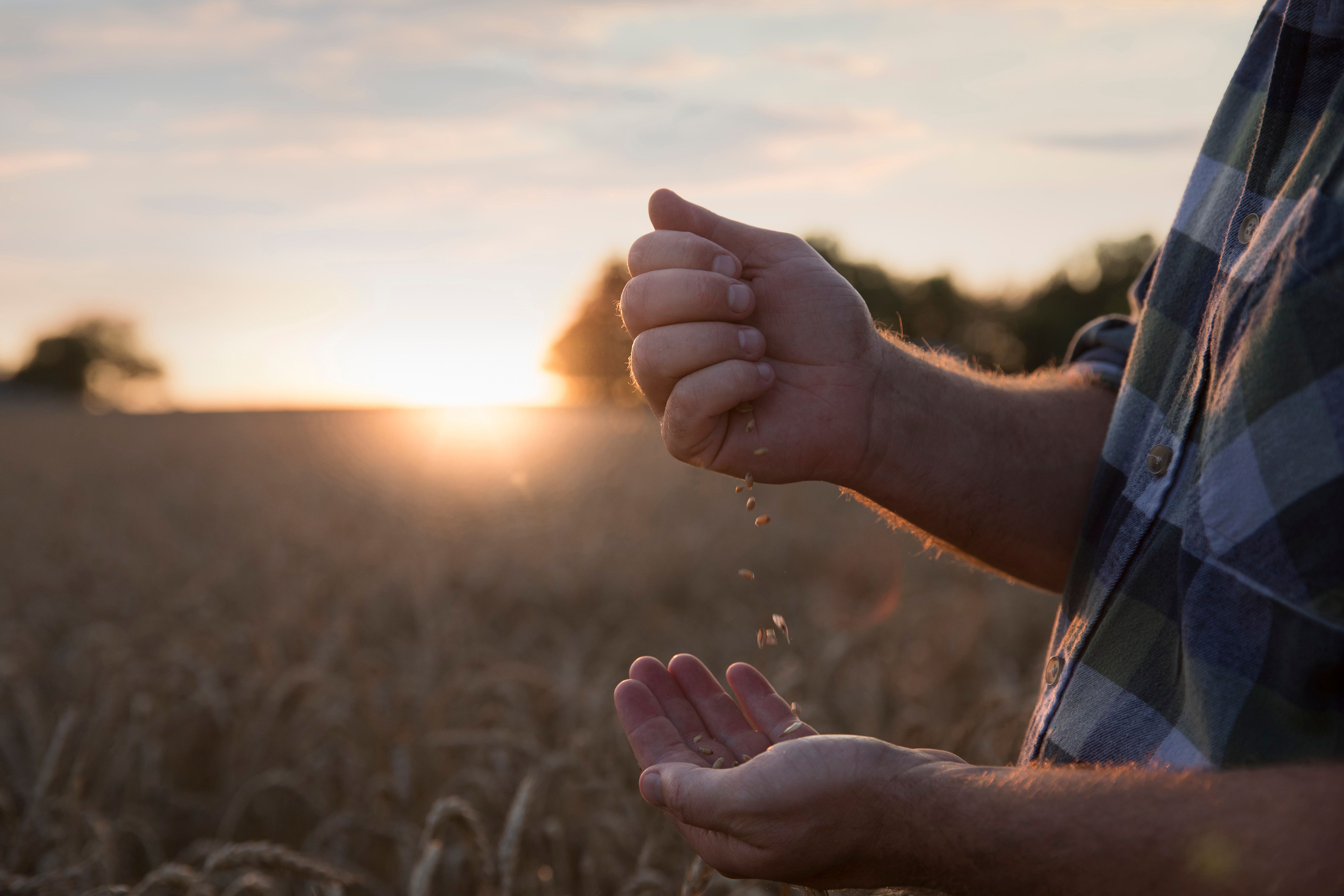 Persona tocando el trigo en un campo de trigo al amanecer