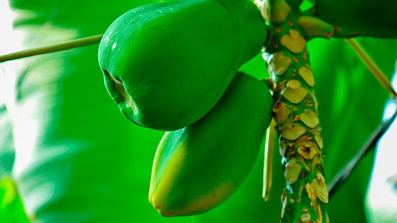 Papaya verde colgando de su árbol