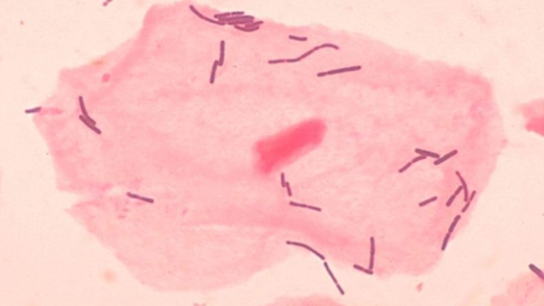 Ciertas bacterias del microbioma son aliados imprescindibles para nuestra salud