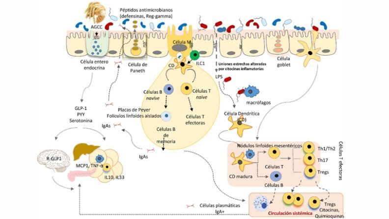 Interacción inmunológica en el intestino y respuesta sistémica.