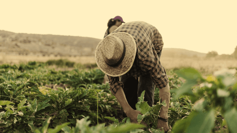 Agricultor trabajando en un campo