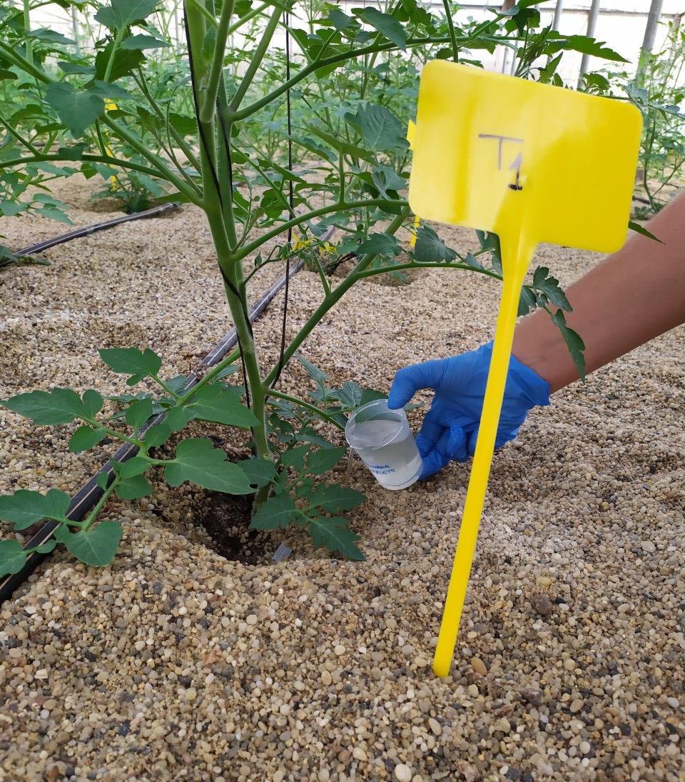 Persona tratando el suelo del cultivo con fertilizante natural