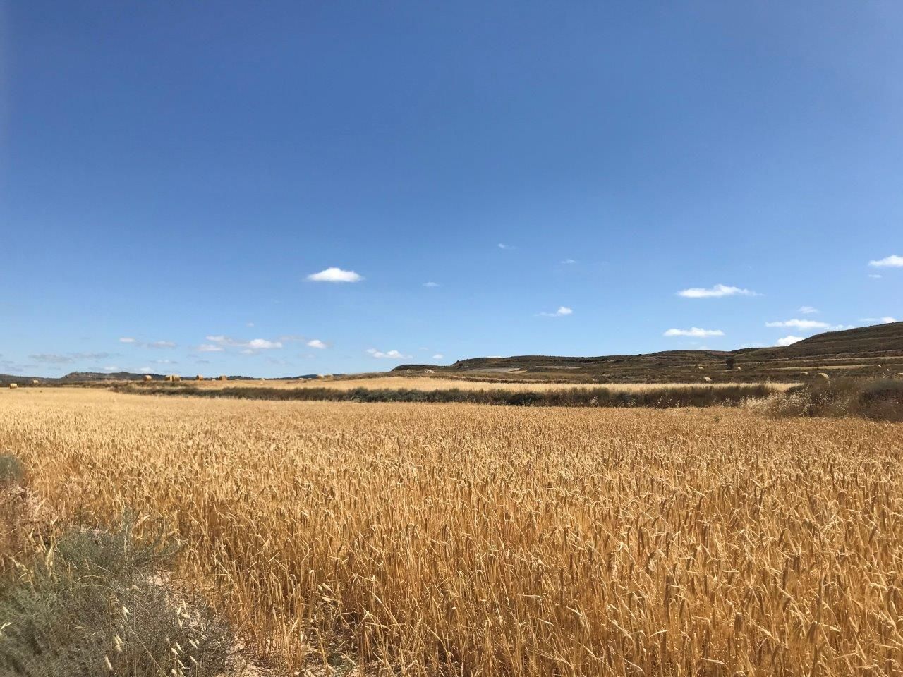 campo de trigo, El suelo no es un ente estático sino dinámico, es un ente vivo necesario para la vida