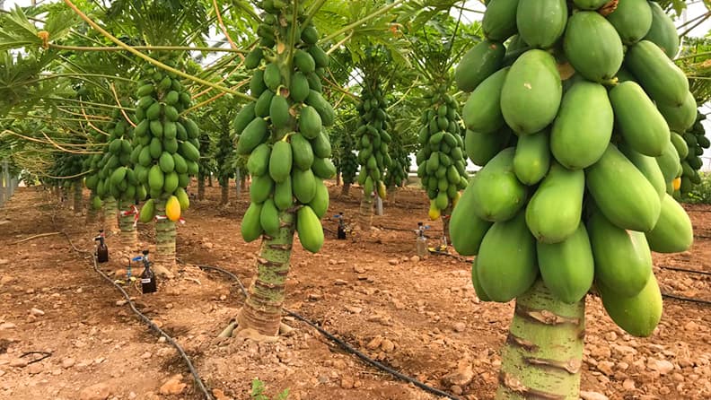 Papaya Palmerillas