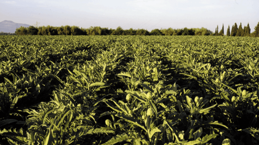 Césped de hierba verde con árboles al fondo.