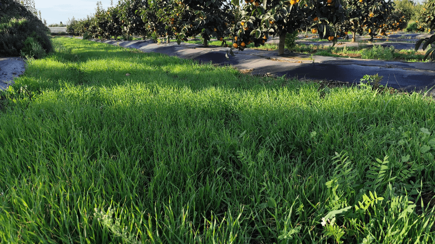 Cubiertas vegetales en primavera: evolución y servicios ecosistémicos. Proyecto ECONTROL Campo de hierba verde con árboles frutales en el fondo.