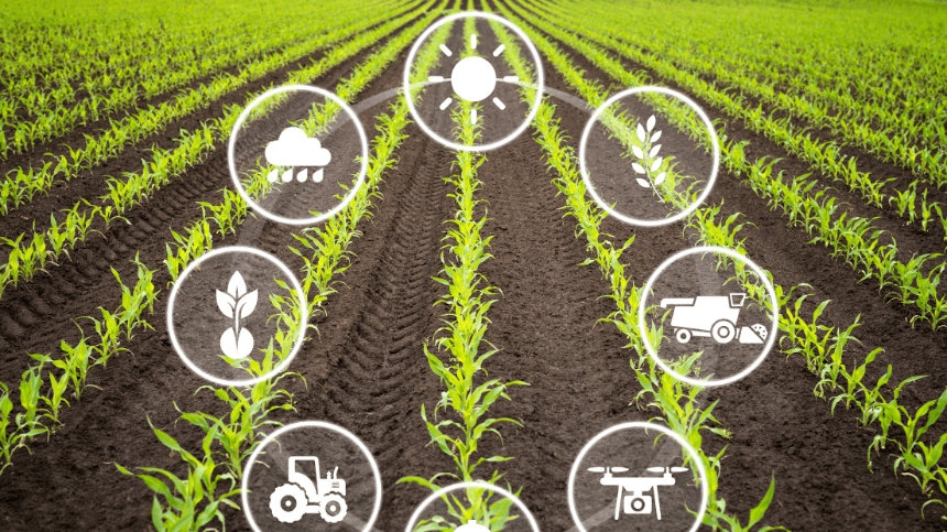 Campos de maíz con iconos de agricultura.