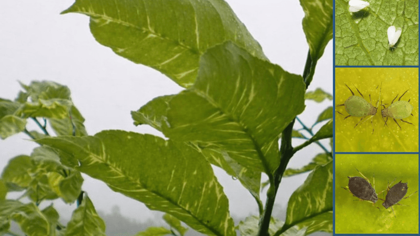 Virus de la clorosis nervial amarilla (CYVCV): nueva amenaza para la citricultura española Planta con hojas verdes y áfidos en detalle.