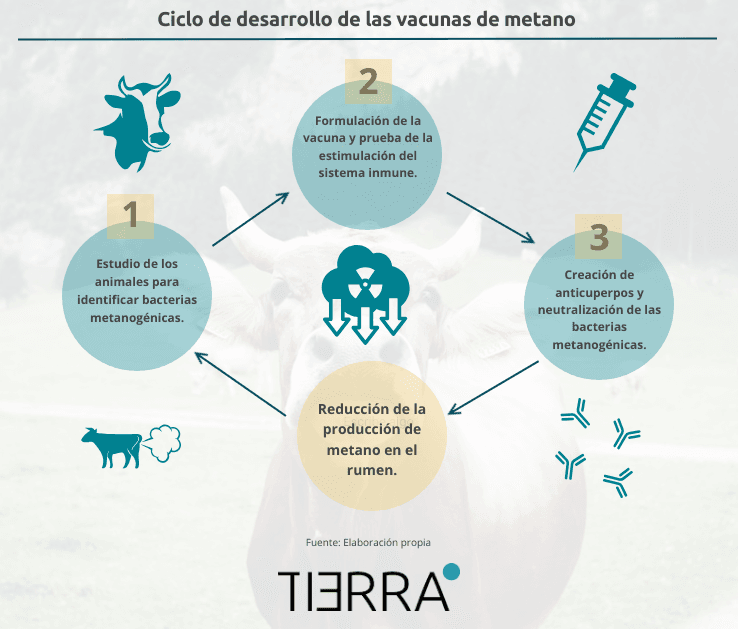 Ciclo de desarrollo de las vacunas de metano