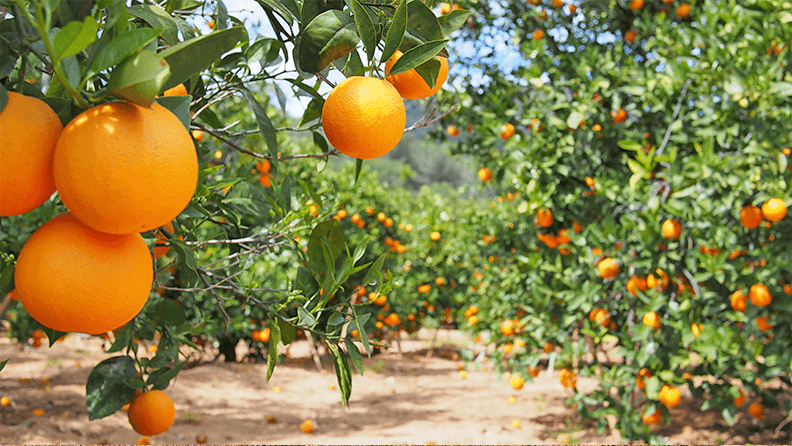 Campo de naranjas en Valencia