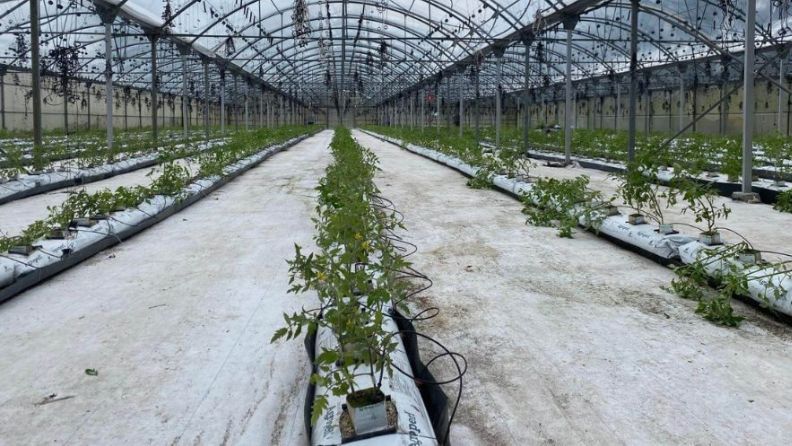 Invernadero con plantas en hileras bajo techo de metal y plástico.