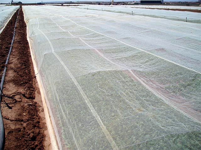 Malla en cultivo de espinaca tipo baby leaf